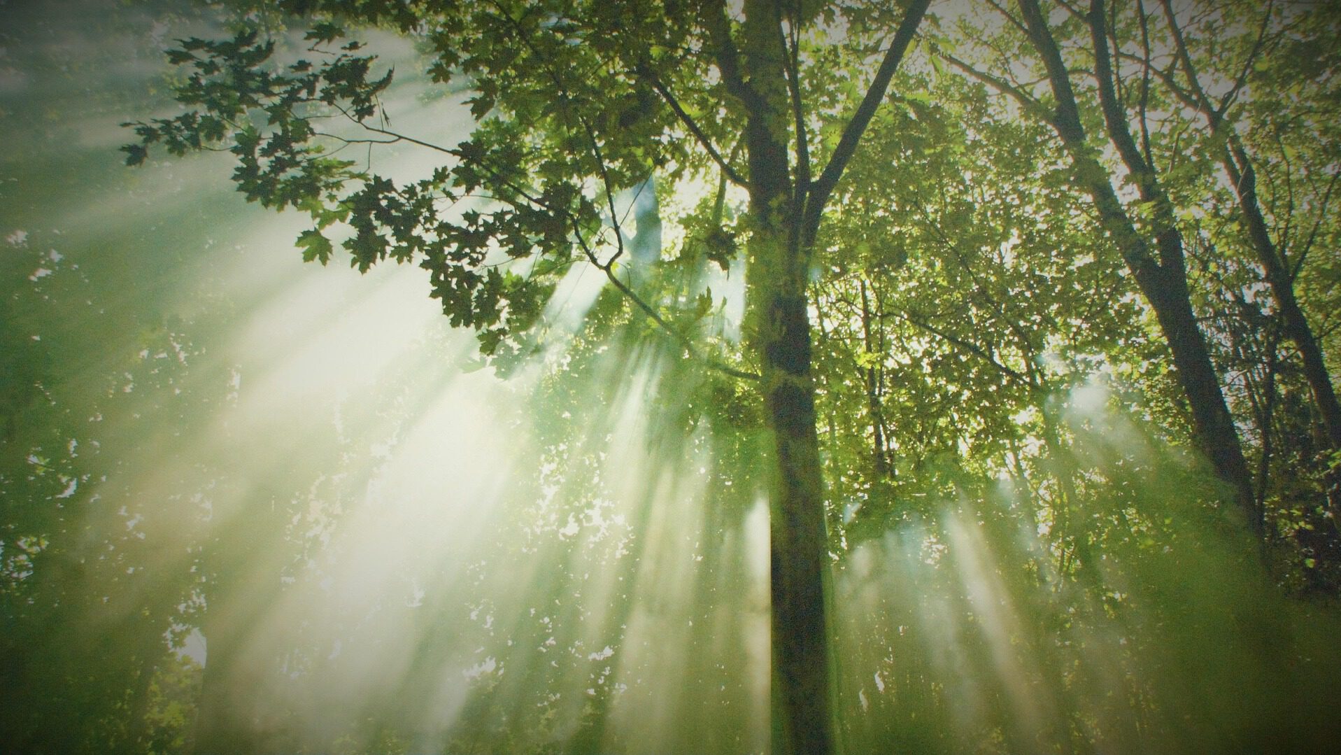 Natur