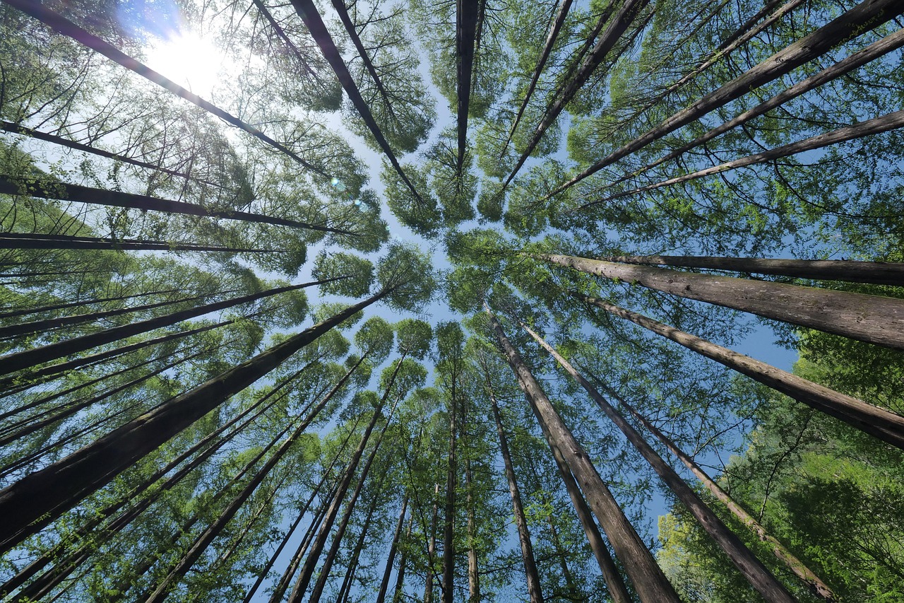 Auf Bald im Wald